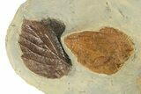 Plate with Seven Fossil Leaves (Three Species) - Montana #270991-2